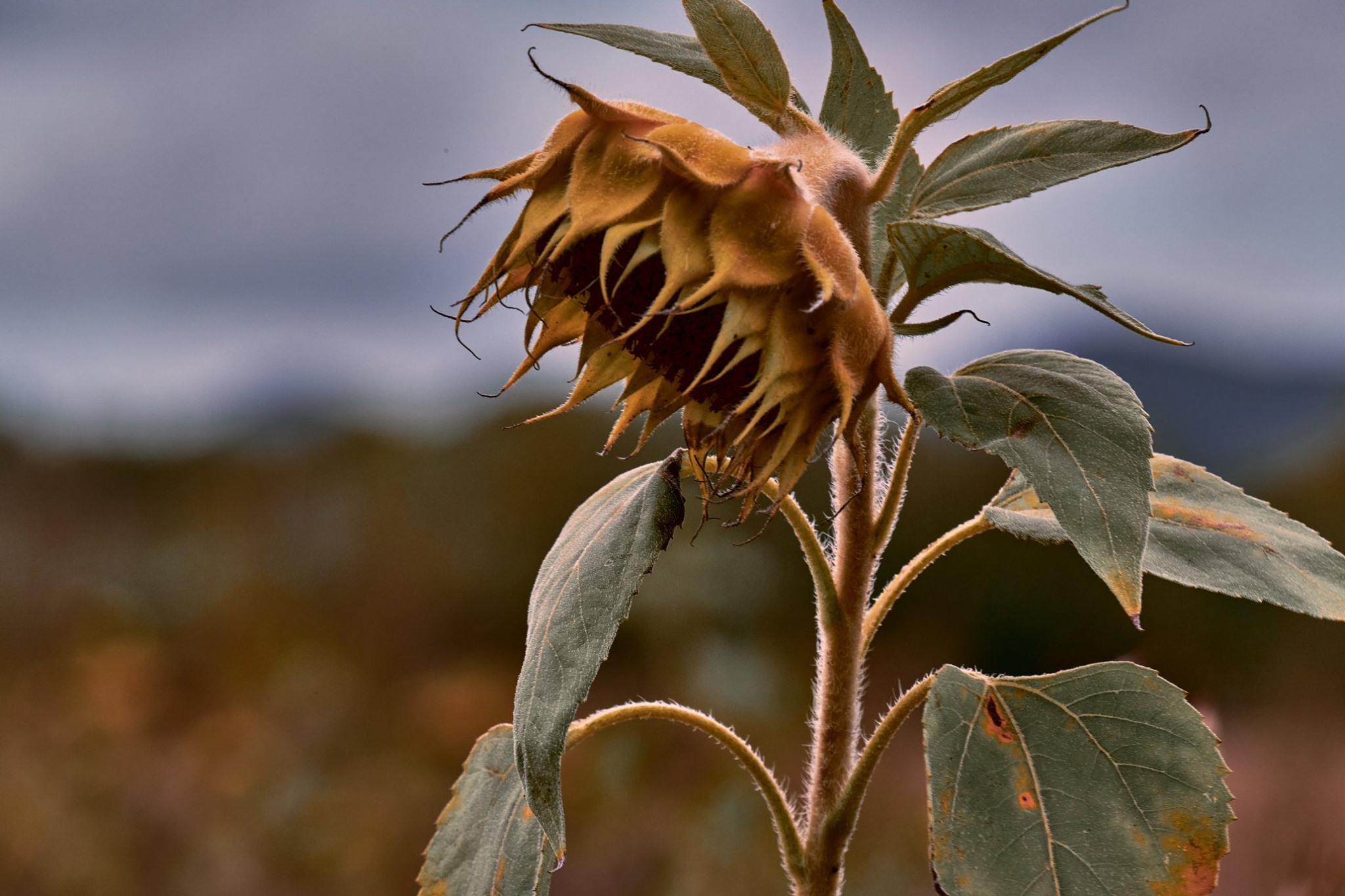 /img/sunflower_hambach.jpg